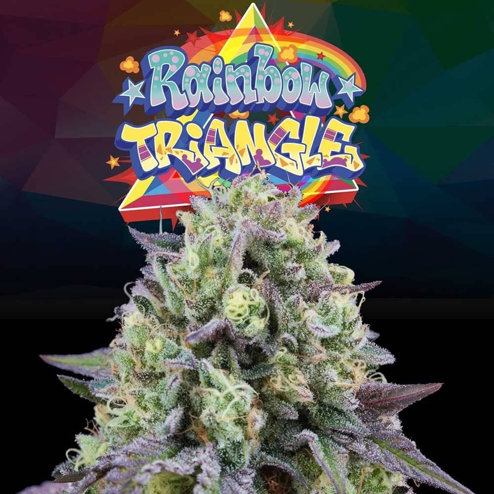 Perfect Tree Seeds - Rainbow Triangle - Feminized