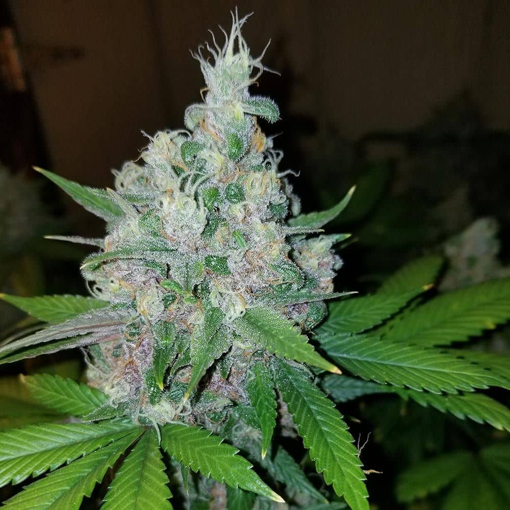 Mosca Seeds - Raspberry Boogie S2 - Feminized
