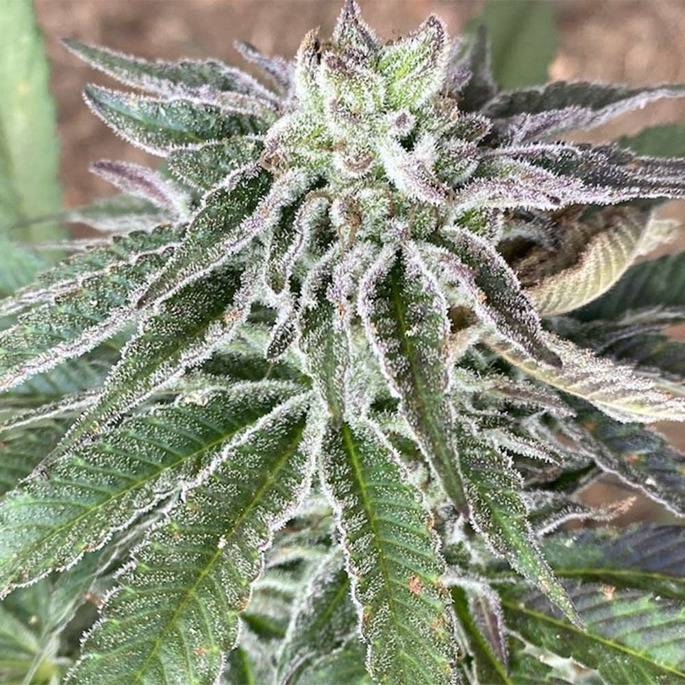 Cali Connection Seeds - Red Berry Tarte Feminized