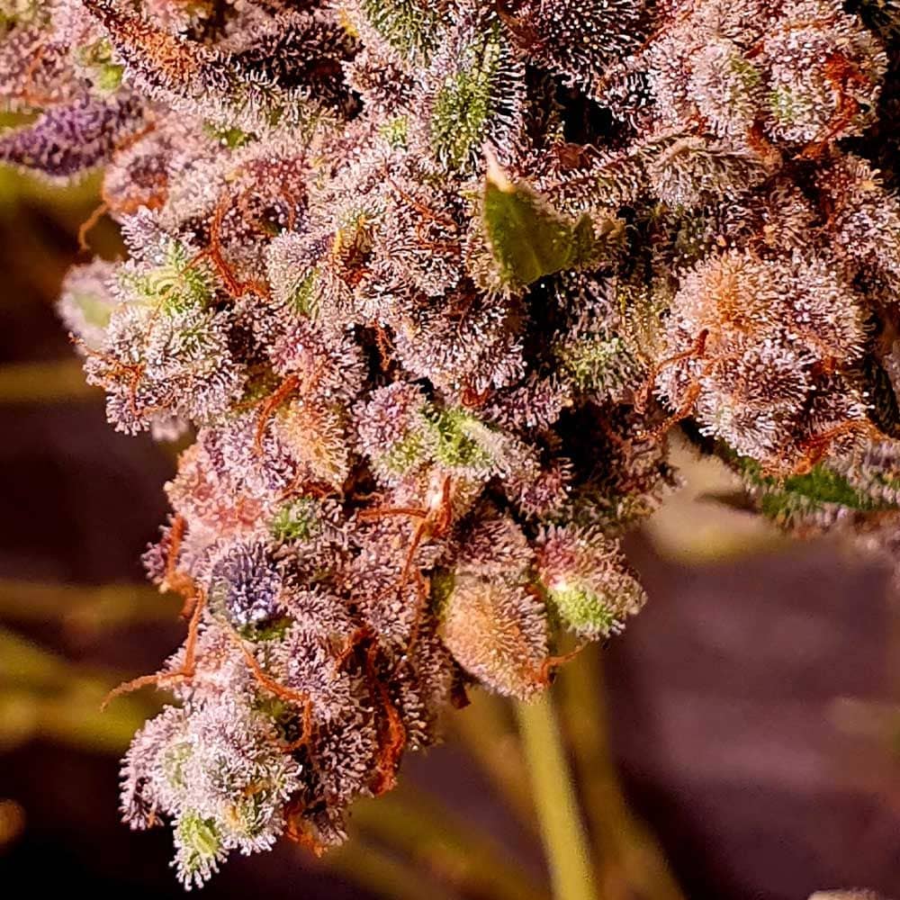 Holy Smoke Seeds - Red Hot Junky - Feminized 