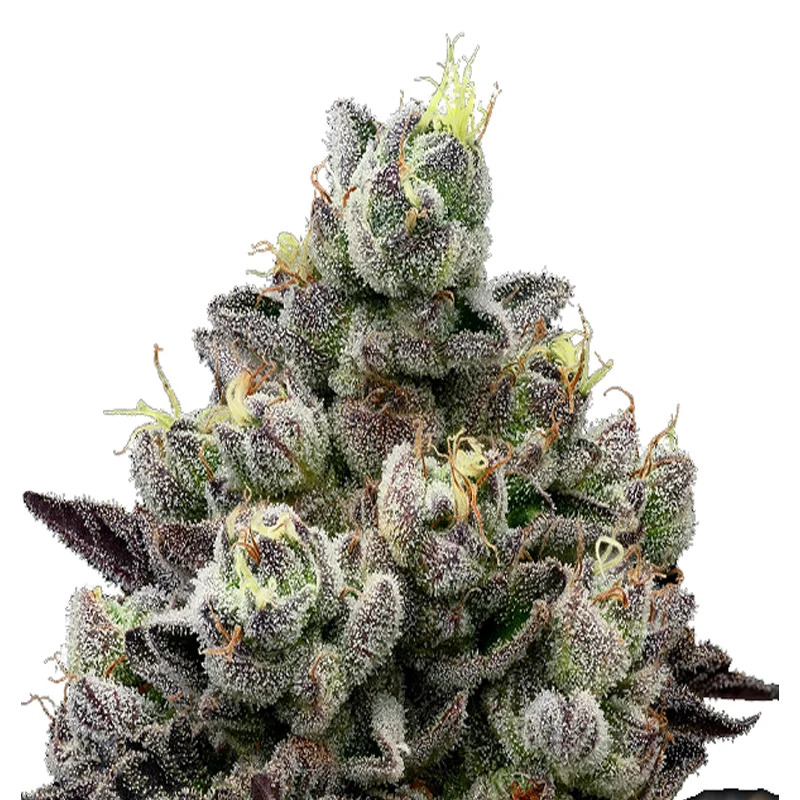 2025 Cannabis Seed Collection - Red Banana Pudding - Feminized