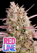 Anesia Seeds - Redline Feminized