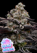 Anesia Seeds - Rose Soda Feminized