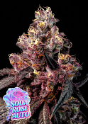 Anesia Seeds - Rose Soda Auto Feminized
