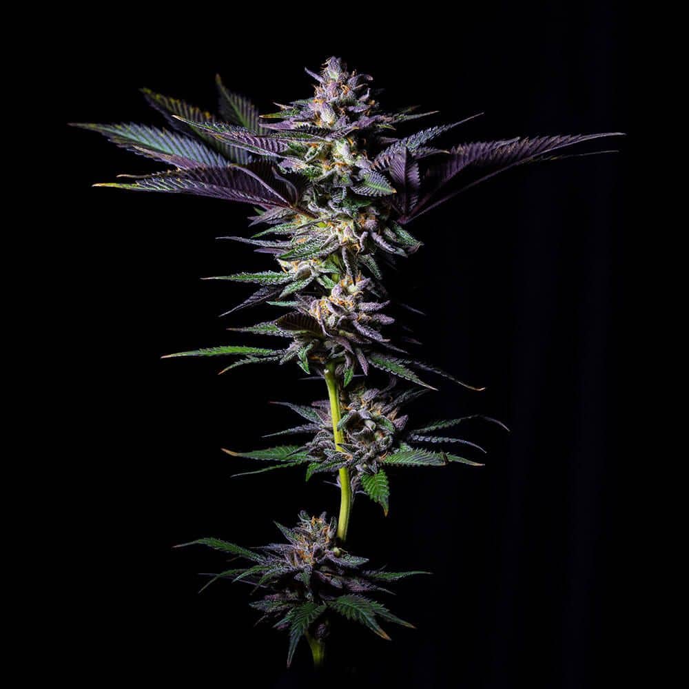 Grateful Seeds - Rotten Rainbow - Feminized