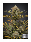 Platinum Reserve - Royal Batter Reserve Feminized