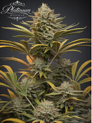 Platinum Reserve - Royal Batter Reserve Feminized