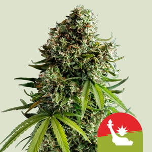 Royal Queen Seeds - Royal Queen x TYSON NYC Sour D Auto - Feminised