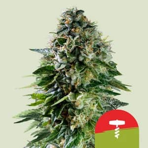 Royal Queen Seeds - Royal Queen x TYSON Corkscrew Auto Feminised
