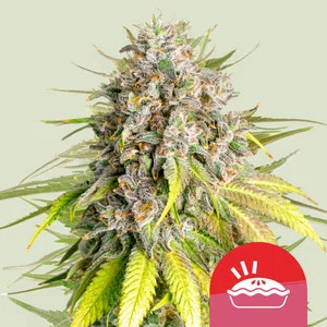Royal Queen Seeds - Royal Queen x TYSON Punch Pie - Feminised