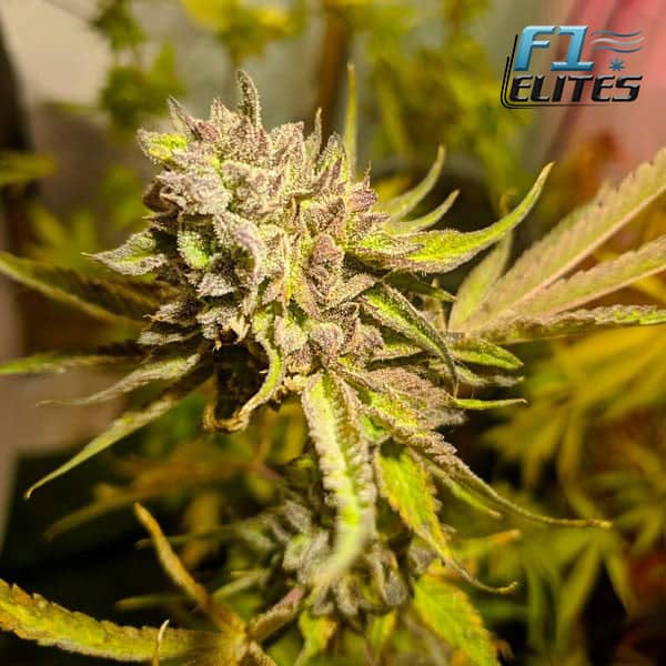 F1 Cannabis Elites Runtz Grapes Feminised  