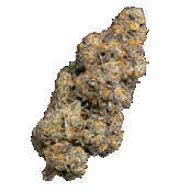 Terp Farmz - Runtz Oreoz Triploid - Feminised