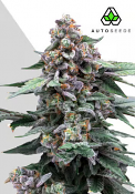 Auto Seeds - Runtz Auto - Feminised 