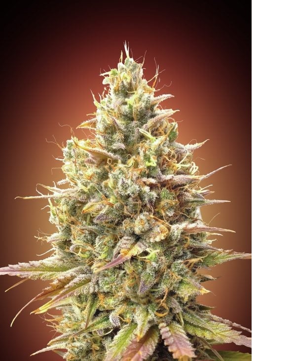 Strawberry Banana - Feminized - Advanced Seeds 