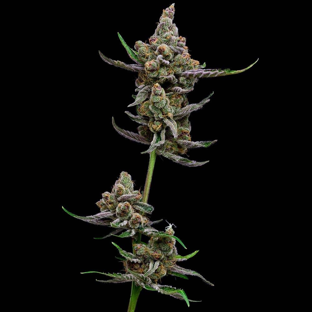 Green Bodhi Genetics - Sail Haten - Feminized