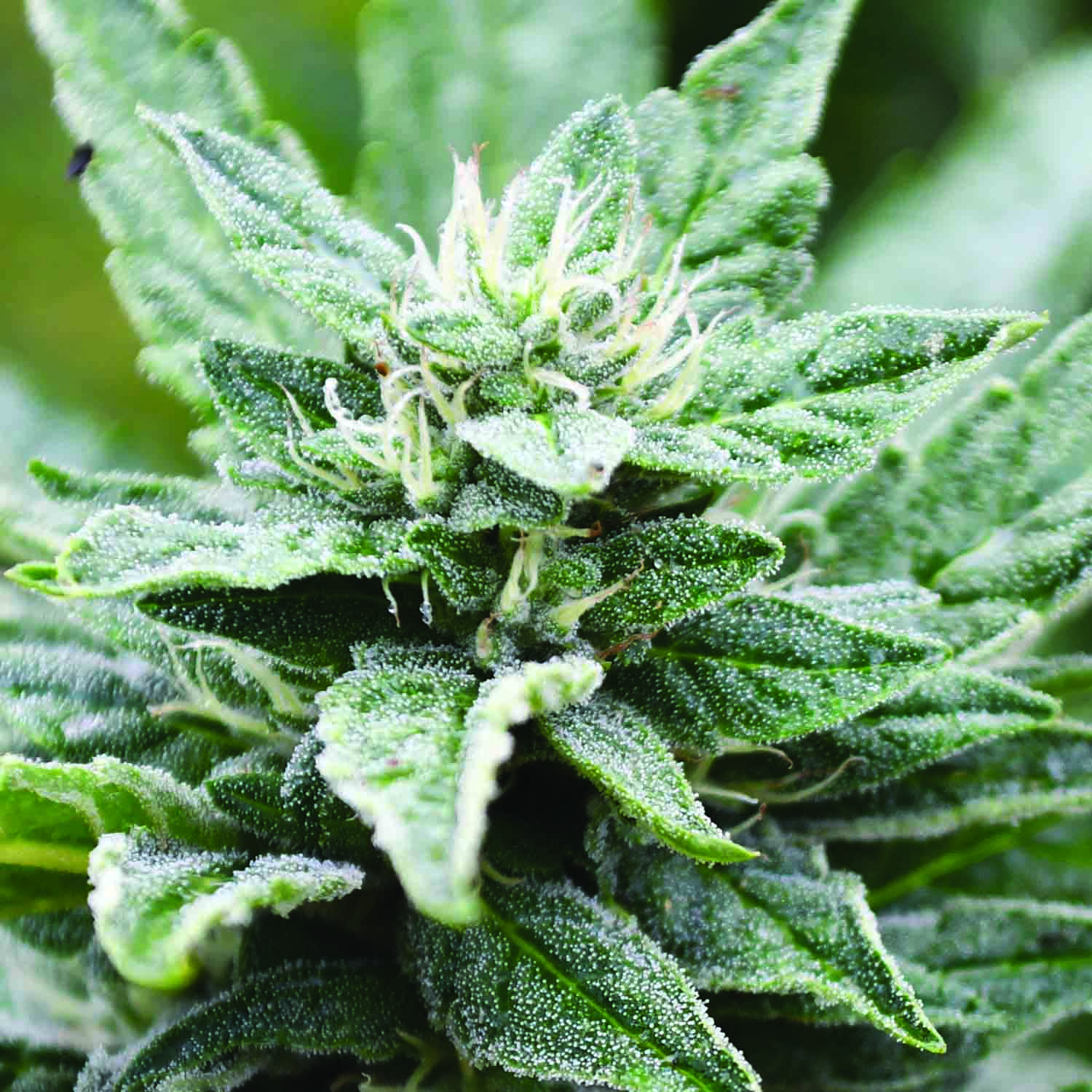 Emerald Triangle Seeds San Fernando Valley OG Kush x RPK Feminized   