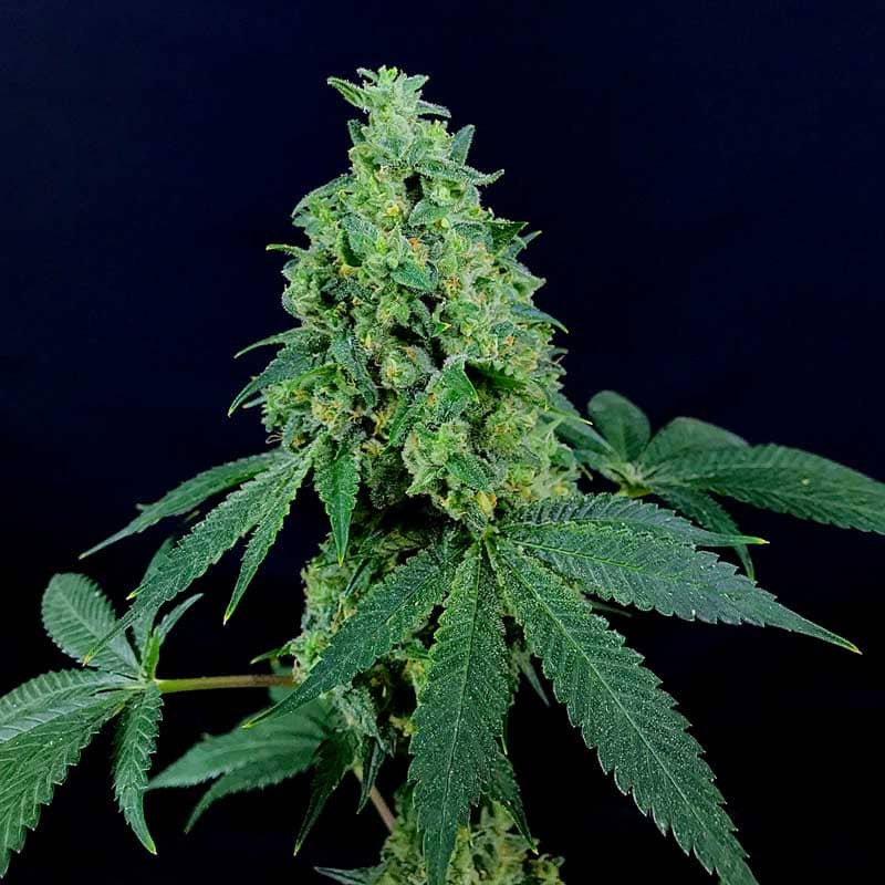 Freedom of Seeds 3 Kingdoms Feminized  