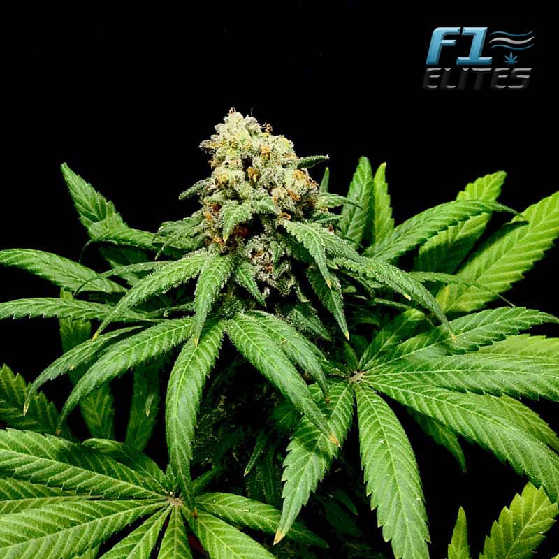 F1 Cannabis Elites MAC Daddies Feminised  