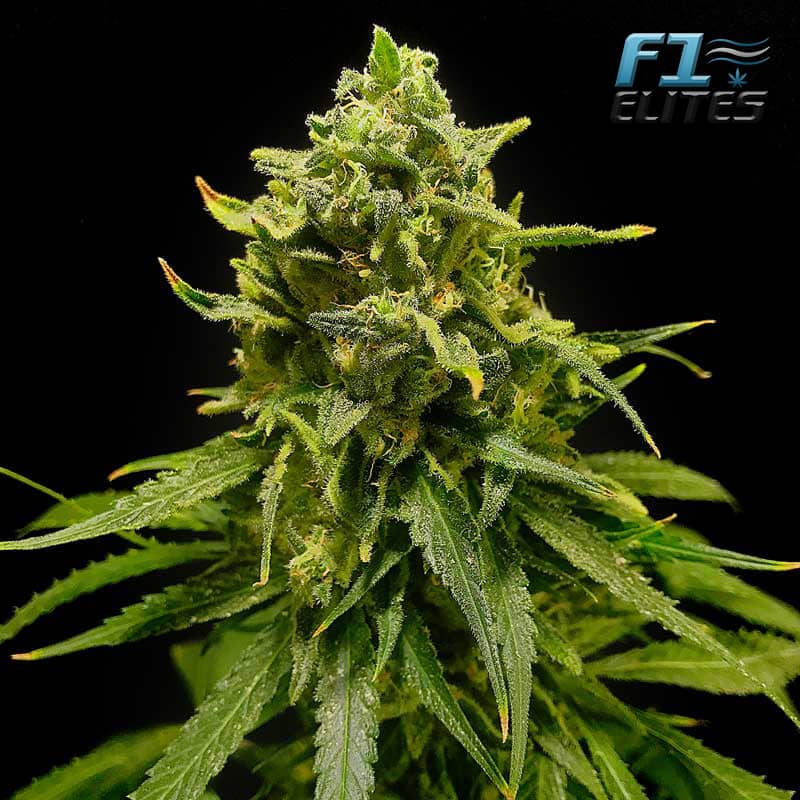F1 Cannabis Elites Strawberry Banana Feminised   