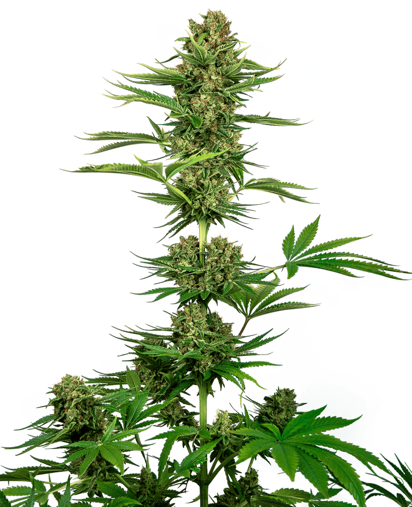 Sensi Seeds - Satin Black Domina CBD