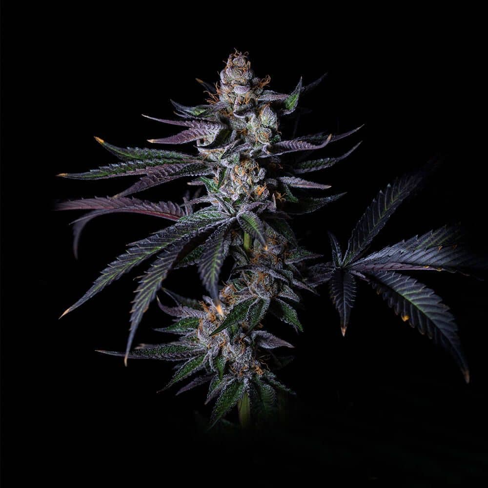 Grateful Seeds - Satzuma Revenge - Feminized