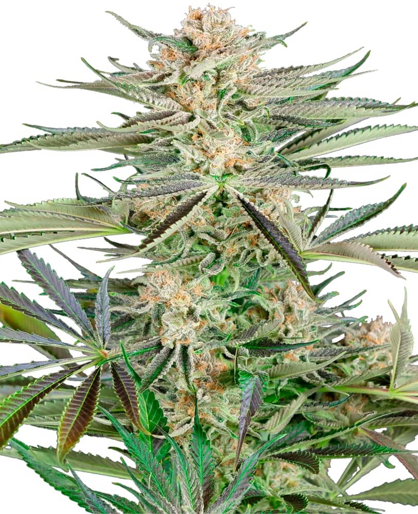 Screwdriver OG - Feminized - Sensi Seeds Research  
