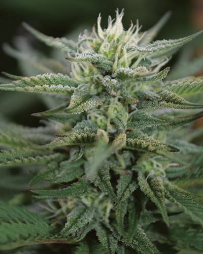 Medicann Seeds Scrog CBD Regular 