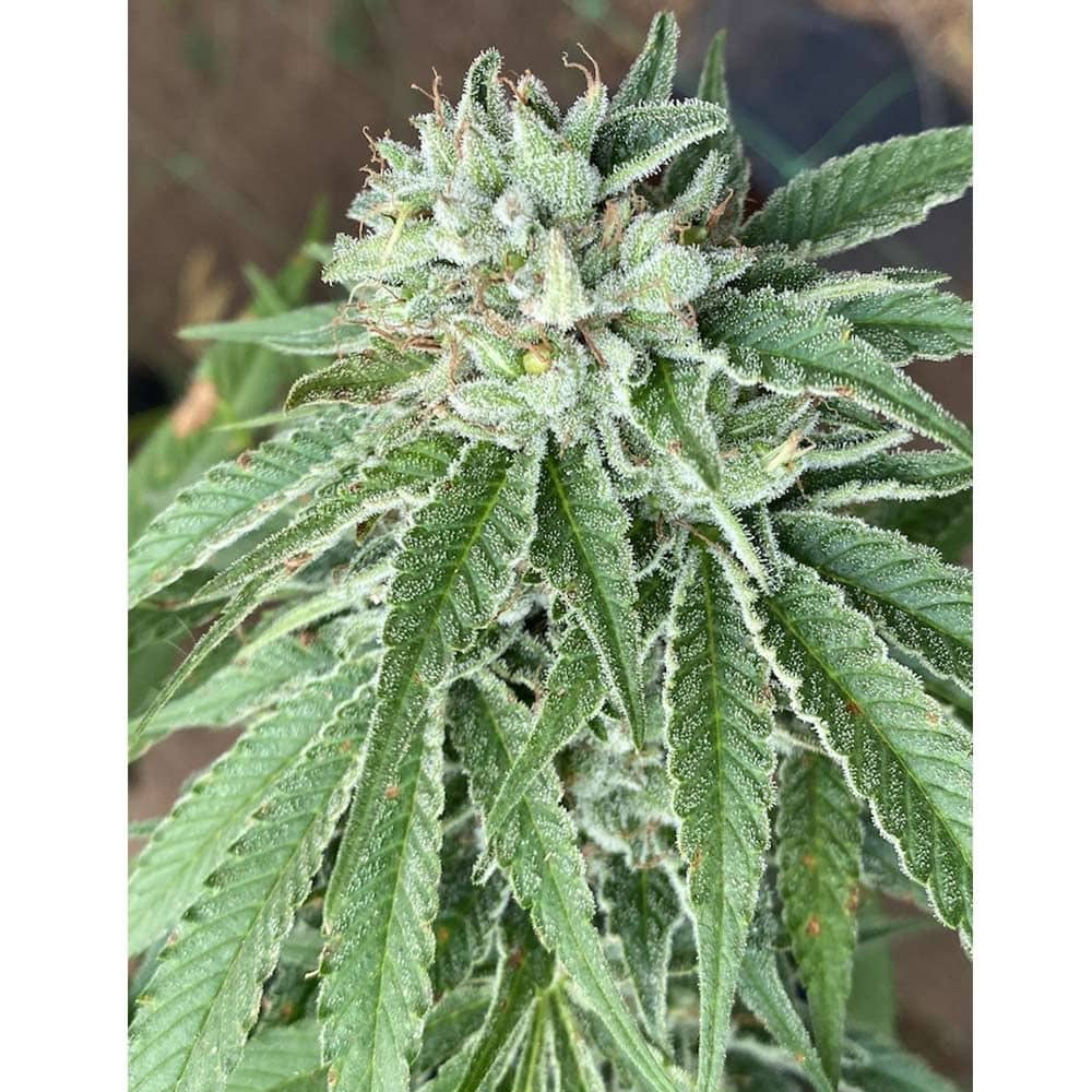 Cali Connection Seeds - Semifreddo al Limone Feminized