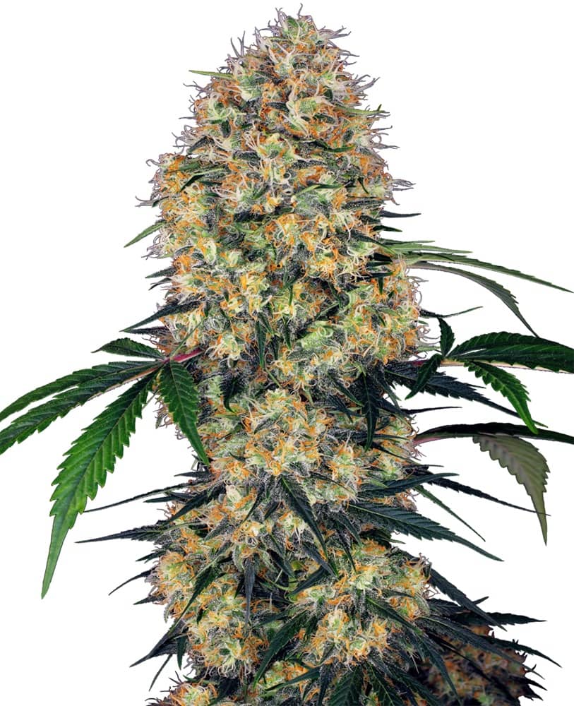 Sensi Amnesia XXL Auto - Feminized - Sensi Seeds Research  
