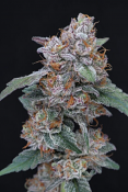 Pure Instinto Seeds - Sherbacio OG Auto Feminized