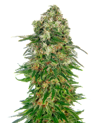 Sensi Seed Bank Seeds - Shiva Skunk Automatic - Feminized