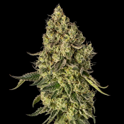 Silent Seeds - Silent Seeds x Cookies Co. Peach Cake - Feminized