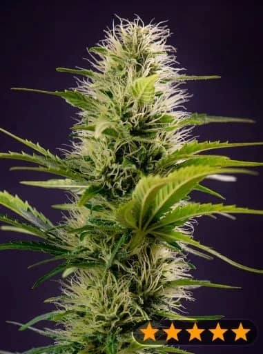 Silver Haze Original Feminized – Power Strains   
