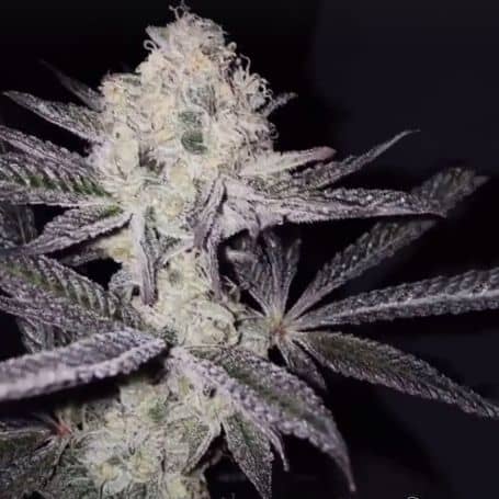 Sinaloa - Feminized - Black Farm Genetix  
