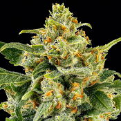 Barneys Farm Seeds - Skunk #1 Feminized