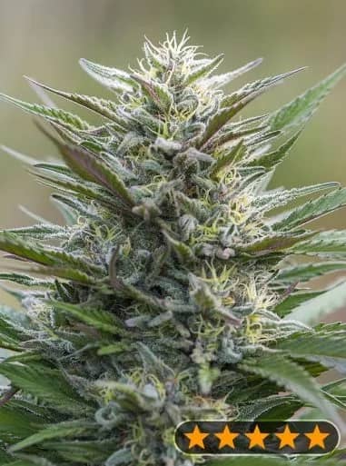 Sleep Well Feminized – Power Strains  