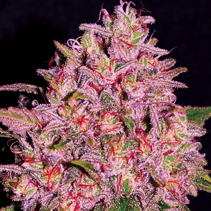 Empire Seeds - Slurty - Feminized