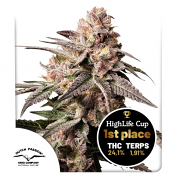 Dutch Passion Seeds - Slush Mint Cake Feminized