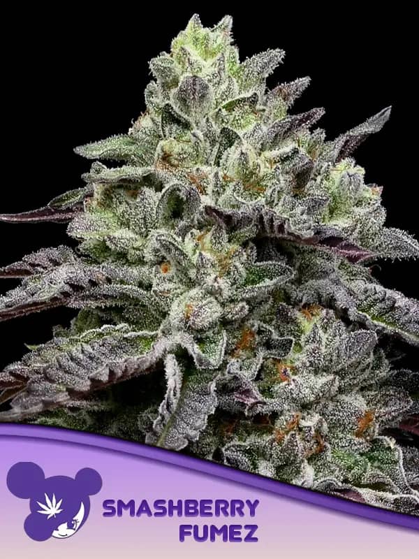Smashberry Fumez Feminized - Anesia Seeds