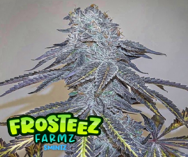 Smintz - Feminized - Frosteez Farms Seeds      