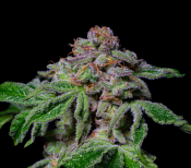 Pure Instinto Seeds - Sour Aloha Feminized