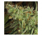 2026 Cannabis Seed Collection - Sour Apple - Feminized