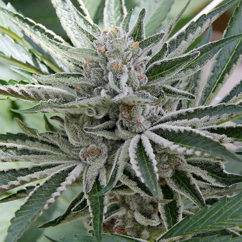Seedism Seeds - Sour Candy Razzlez - Feminized