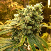 Nirvana Seeds - Sour Diesel Feminized