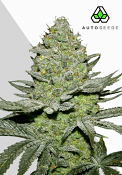 Auto Seeds - Sour Diesel Auto - Feminised