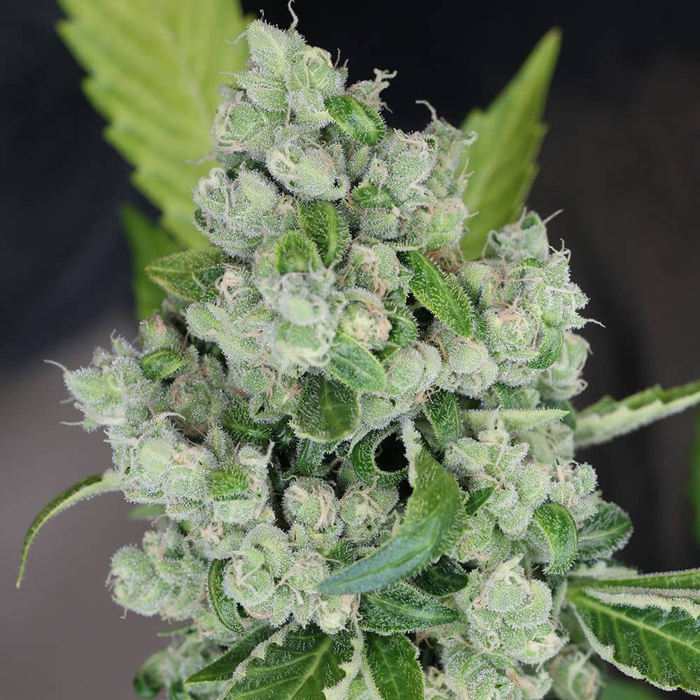 Karma Genetics Seeds - Sour Diesel BX 2 - Regular
