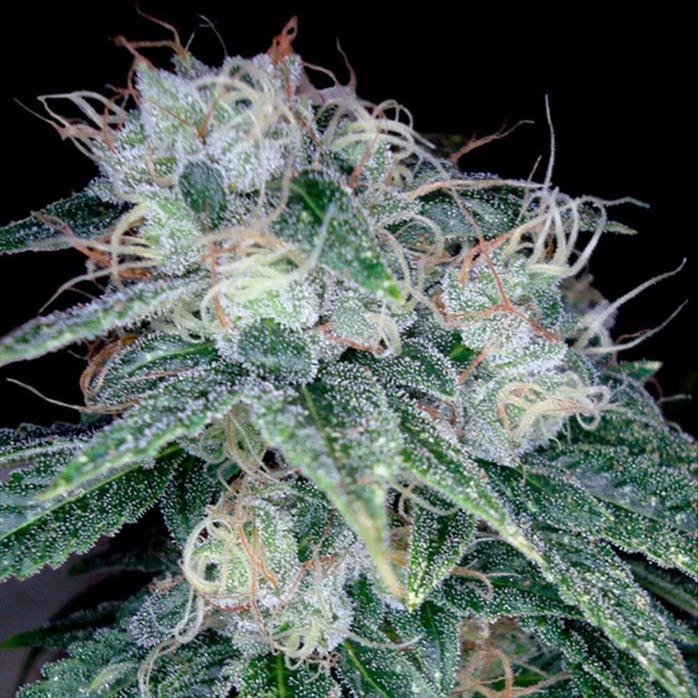 DNA Genetics - The Sour Diesel - Feminized 