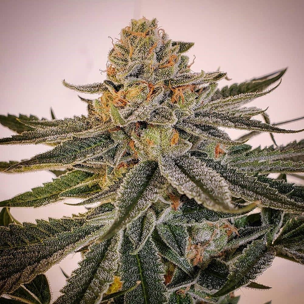 Karma Genetics Seeds - Sour Melon - Regular