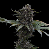 Ziplock Seeds Sour Wolf - Feminized