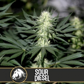 BlimBurn Seeds - Sour Diesel Feminized